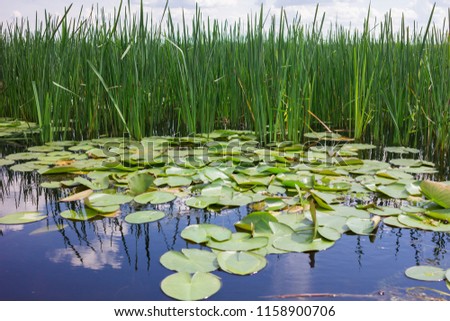 Reeds and greens on the water. The greens of the water lily on the river.