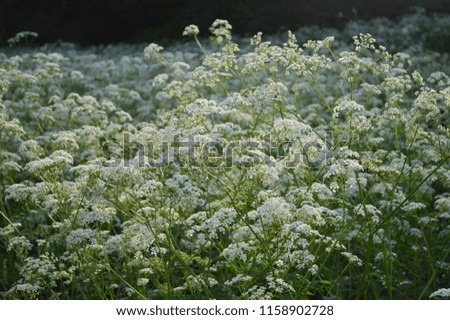 A large summer meadow with white flowers against a dark green grass