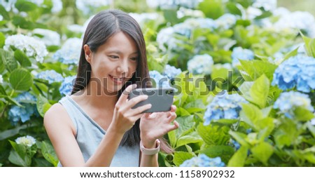 Young Woman taking photo on Hydrangea flower garden