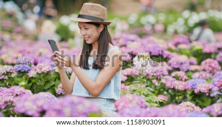 Woman taking photo on cellphone in Hydrangea garden