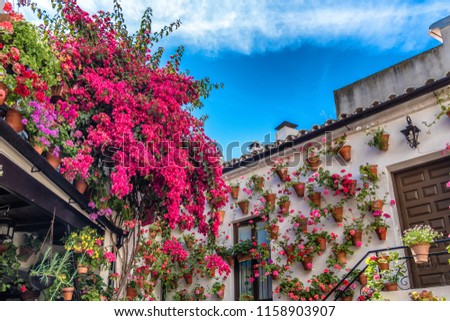  Geraniums and bougainvillea inside one of the patio-participants at the traditional patio festival (Patios de Cordoba) in Cordoba, Andalusia, Spain