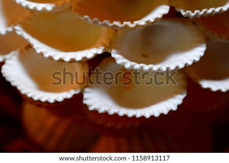 Seashells light or flower design 