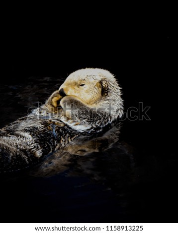 Sea otter floating in the water