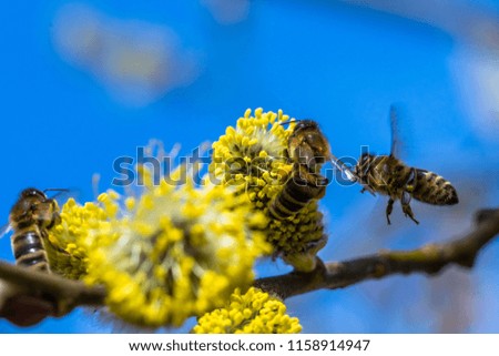 Small yellow bee pollinating a white spring blossom. Caught in a flight. Macro shot. Many details in the picture. A bee carrying pollen in a pollen basket. Also known as Apis mellifera.