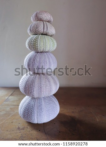 Tall stack of pastel colored urchin shells on worn wooden background in authentic neutral interior with natural lighting
