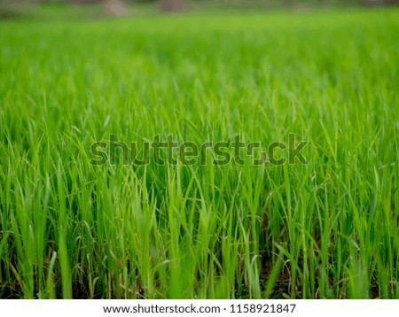 Blur of grass soft focus