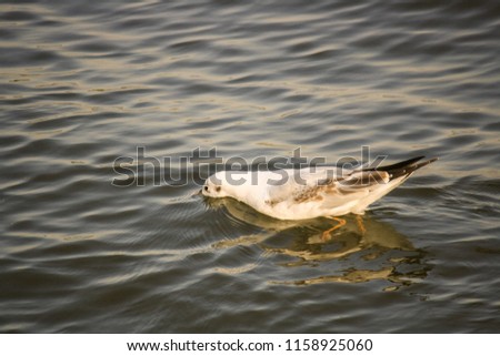 Charadriiformes Seagulls of Thailand Seagull Resort Bangpoo