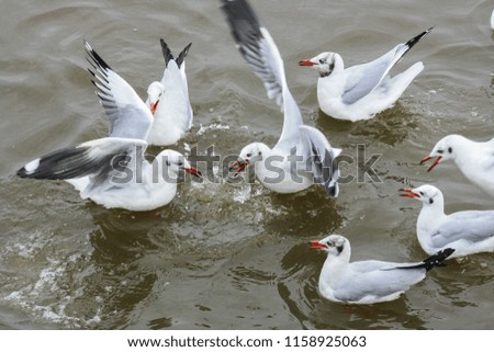 Charadriiformes Seagulls of Thailand Seagull Resort Bangpoo
