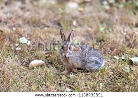 Cute furry bunny