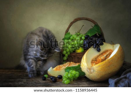 Still life with melon and curious kitty