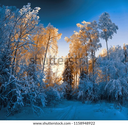 Winter landscape of snowy trees in the forest .
