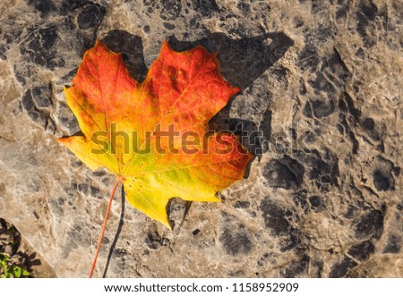 Extreme colors on maple leaf resting on rock