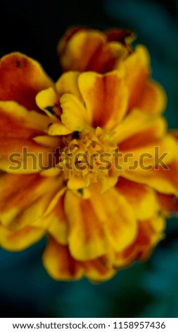 abstract background of autumn flowers