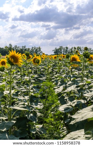 Field with sunflowers on a summer sunny day.