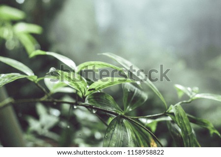 Smoke and Closeup nature view in garden at Natural green plants landscape using as a background or wallpaper.