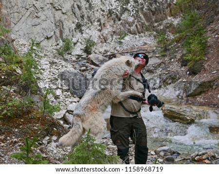 Wildlife photographic close encounter with a wolf. Photographer on location. Golden, British Columbia, Canada.