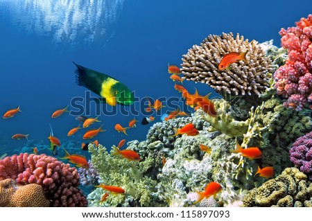 Tropical Fish on Coral Reef in the Red Sea