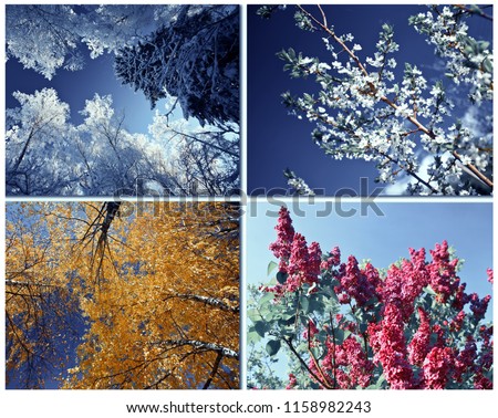 Four seasons spring, summer, autumn, winter tree