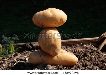 balance in organic garden with potatoes