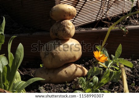 balance in organic garden with potatoes