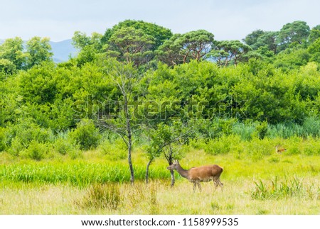 Deers in the Killarney National Park