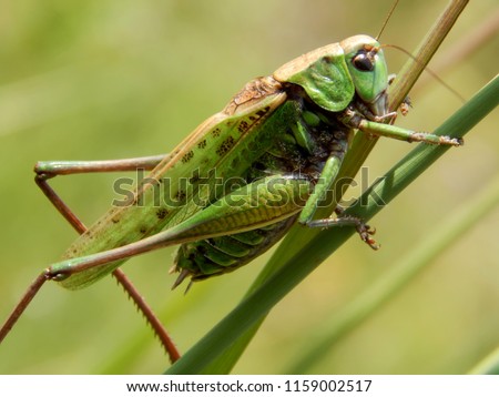 Green locust closeup Royalty-Free Stock Photo #1159002517