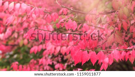Branch with bloody color leaf in the fall season. Red autumn leaves background at sunrise or sunset. Great foliage decoration, best conceptual picture for the banners, covers & other media projects. 