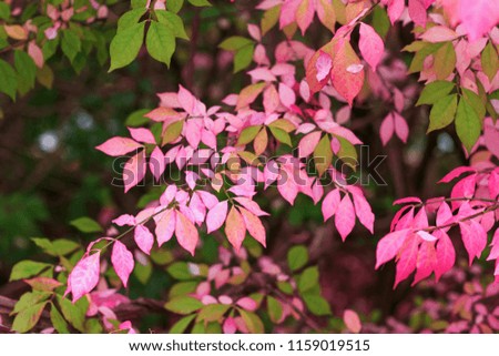 Pink autumn leaves background in the morning time. Branch with rosy color leaf in the fall season. Great foliage decoration, best conceptual picture for the banners, covers and other media projects.