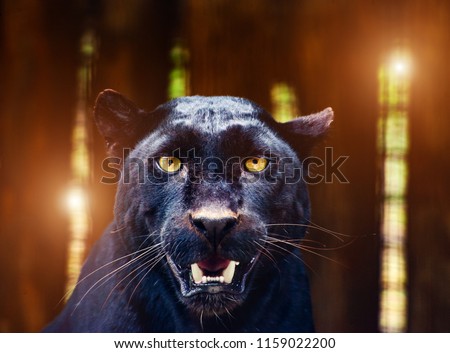 Beautiful black Panther