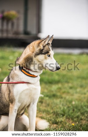 portrait of siberian husky dog living in belgium