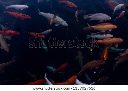 koi fish background