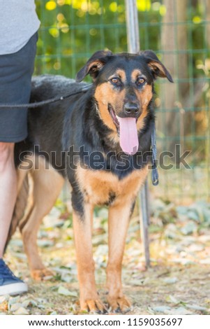 Portrait of beauceron dog living in belgium