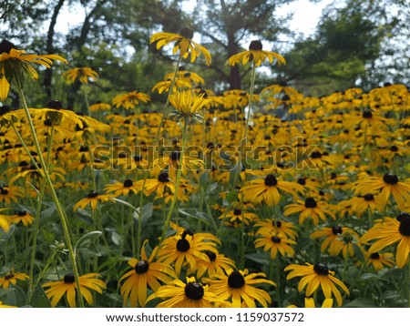 Big black-eyed Susan Rudbeckia hirta flowers field, top view of a lot of yellow daisy beautiful summer flowers from sunflower family with green stalks and leaves, yellow petals and dark brown center