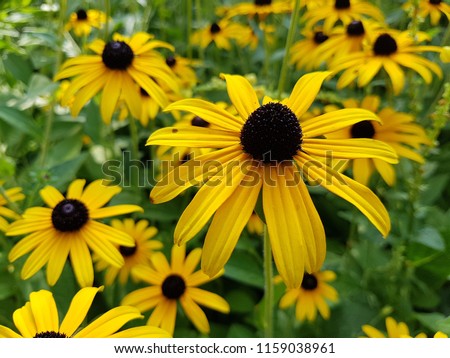 Big black-eyed Susan Rudbeckia hirta flowers field, macro view of a lot of yellow daisy beautiful summer flowers from sunflower family with green stalks and leaves, yellow petals and dark brown center Royalty-Free Stock Photo #1159038961