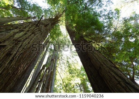 scenic pictures of the Redwood National Forest