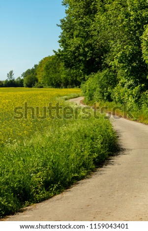 A road leading along a rapeseed field on one side and a forest on the other on a sunny day.