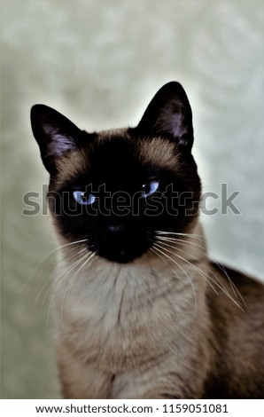 Portrait of a Siamese Kitten
