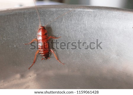 cockroach insect in the bowl