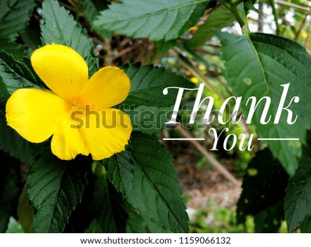 Concept of yellow flower with word THANK YOU.