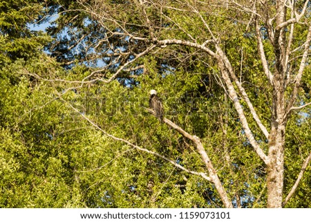 Scenic view of a bald eagle high in a tree