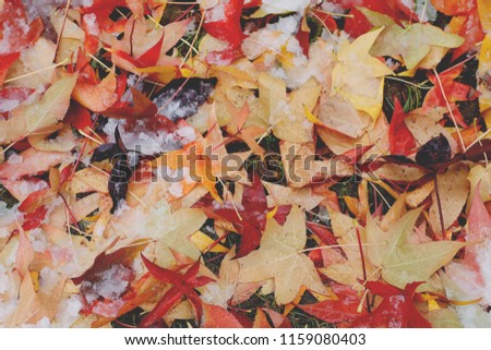 colorful bright beautiful top view photo of red,orange and yellow leafs on the ground covered with white snow on cold sunny winter day