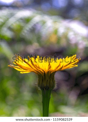 Macro photography of a dandelion flower from the side. captured at the Andean mountains of central Colombia.
