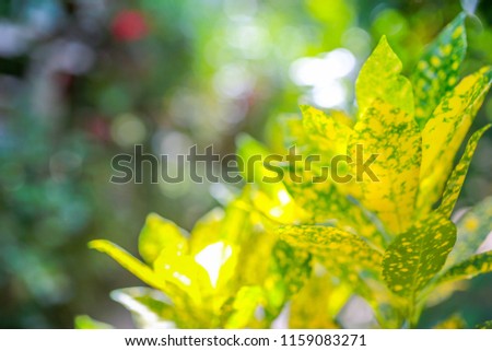 Green nature with copy space using and natural background or wallpaper.