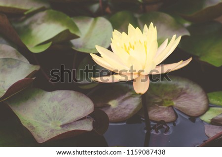 Closed up beautful fresh blooming water lily flower in the pond over blur green leaf background in the dark and soft vintage tone
