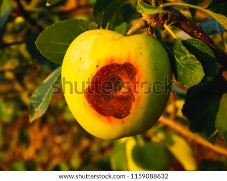 Rotting apples on a tree.Green apples on a branch in an orchard
