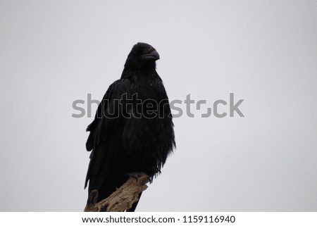 Black raven birds of prey perched on tree branch with mountains in background.