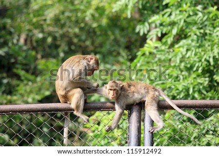 Two monkeys plucking fur and louse on metal fence