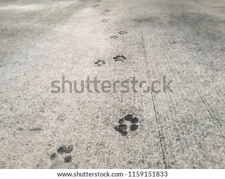 The footprint of the dog walking on the cement floor.