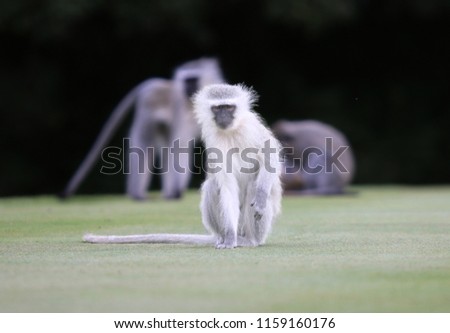 Close-up picture of Vervet Monkey on Golf Course 
