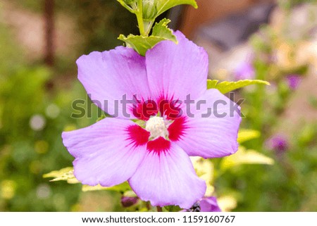image of a beautiful flower Chinese hibiscus purple